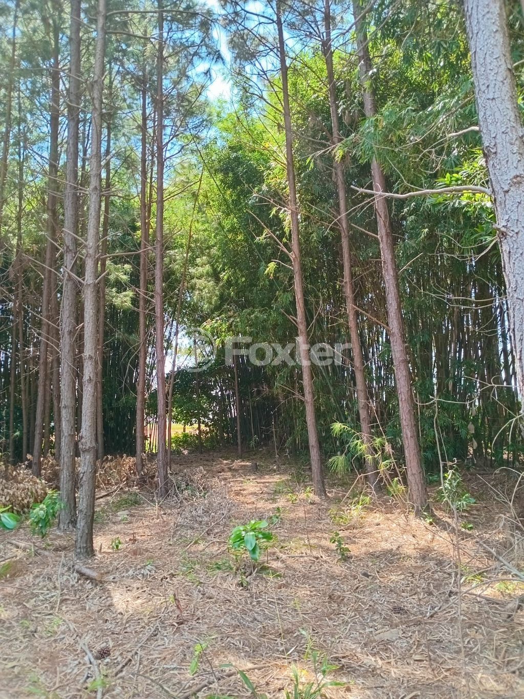 sitio chachara fazenda para comprar em Paraíba, 779 - foto 18