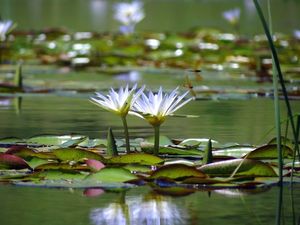 Image 17 - 122531