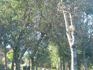 Image 10 - 100684