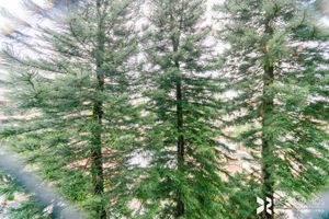 Image 8 - 123847