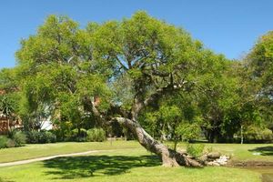Image 6 - 13244