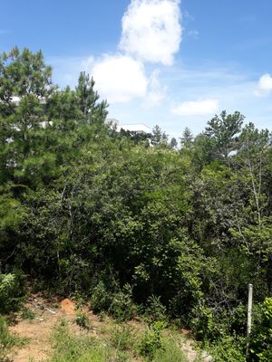 Image 18 - 204818