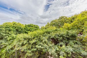 Image 4 - 242894