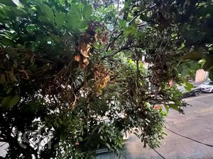 Image 11 - 594662