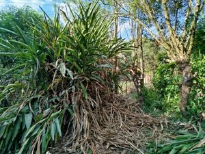 Image 14 - 868214