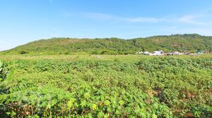 Image 12 - 875477