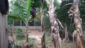 Image 15 - 884870