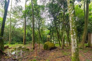 Image 25 - 906306