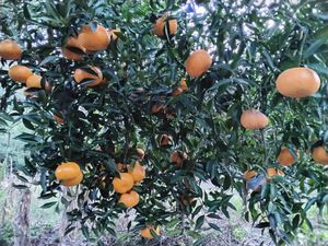 Image 19 - 918006