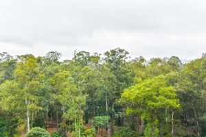 Image 44 - 919277