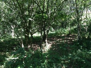 Image 71 - 919423