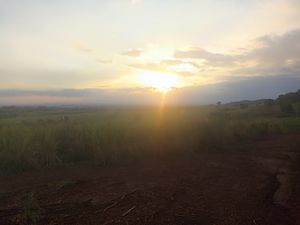 Image 45 - 920453