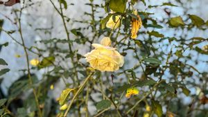 Image 14 - 925121