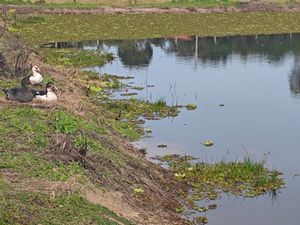 Image 4 - 927804