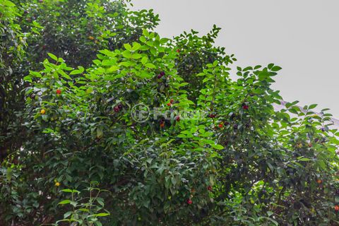Image 15 - 881497