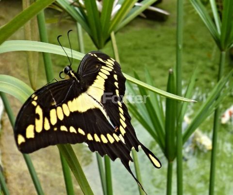 Image 9 - 920665