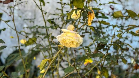 Image 14 - 925121